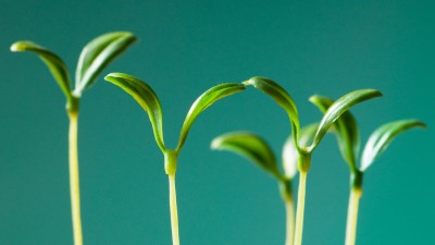 Статья про свиноводство #2