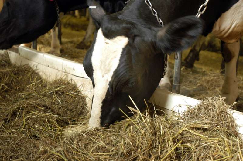 Роль высвобождаемого небелкового азота в кормлении коров при тепловом стрессе